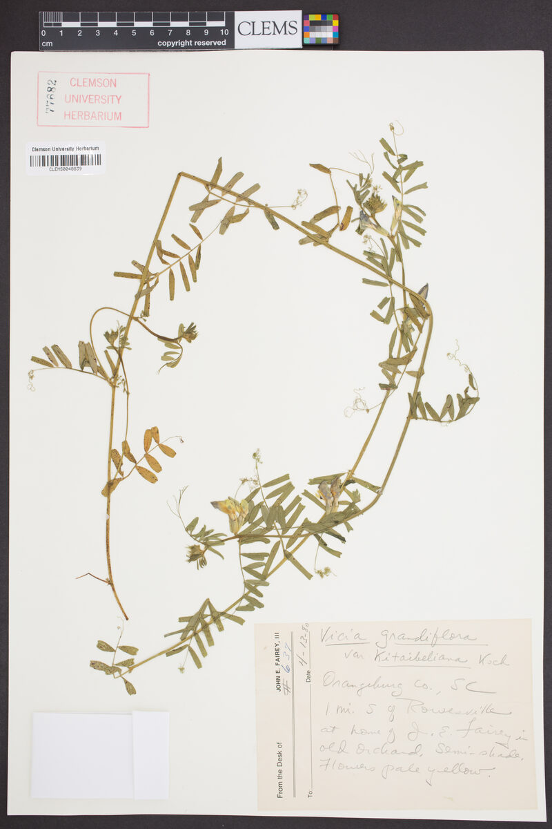 Vicia grandiflora kitaibeliana (large yellow vetch) — photo