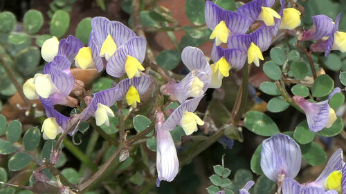 Vicia pisiformis (Pea vetch) — photo