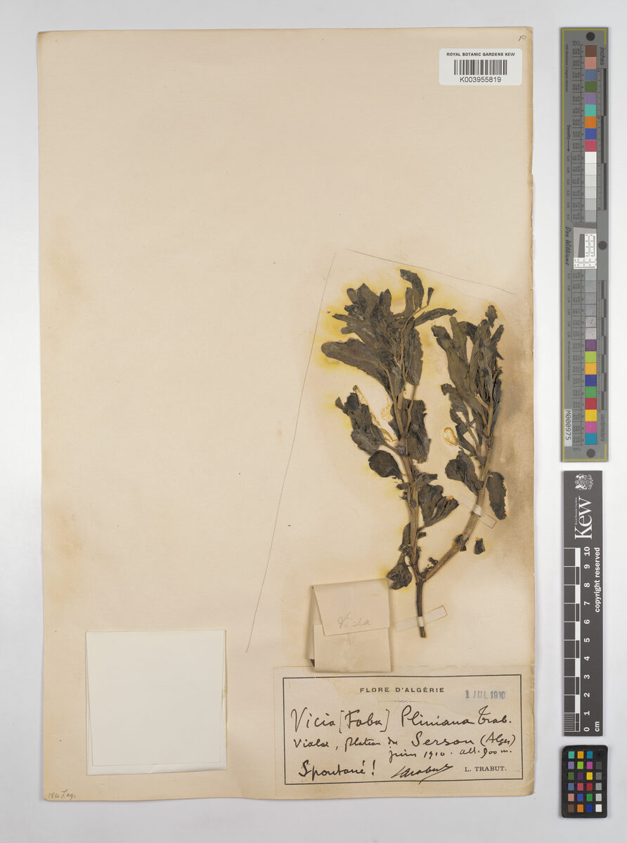 Vicia pliniana