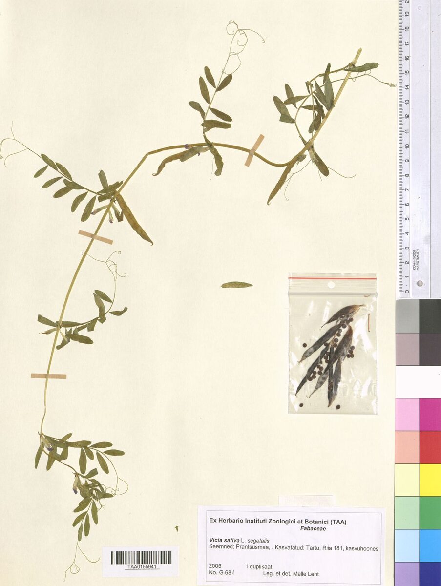 Vicia sativa subsp. nigra var. segetalis — photo