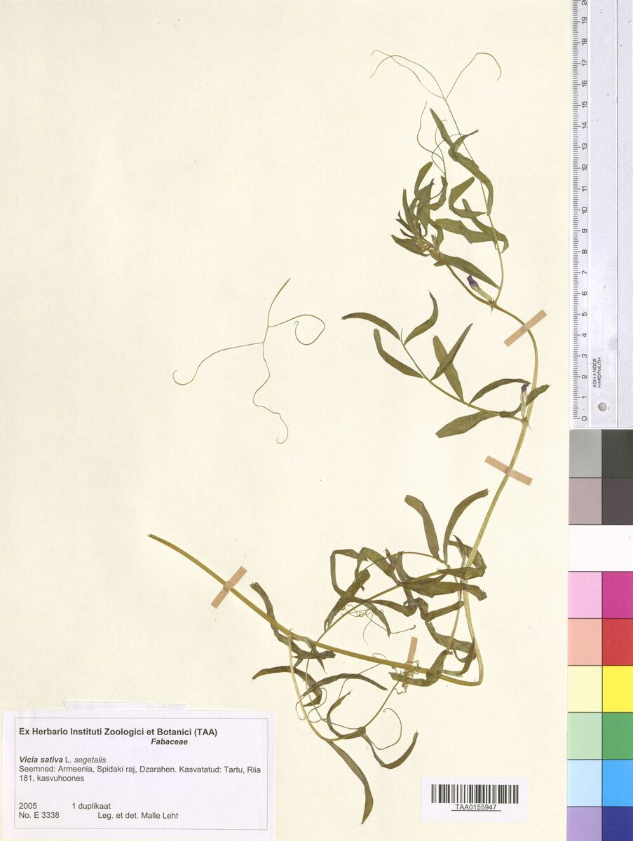 Vicia sativa subsp. nigra var. segetalis — photo