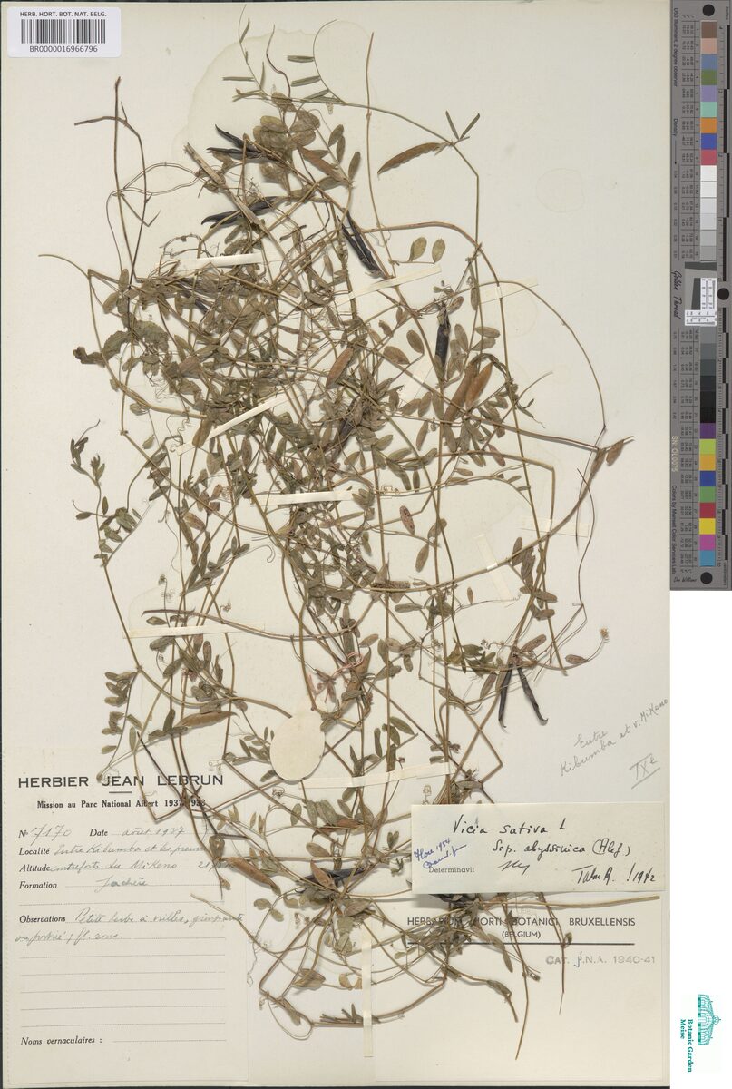 Vicia sativa var. abyssinica — photo