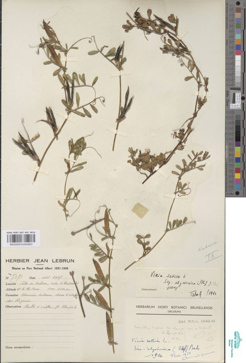 Vicia sativa var. abyssinica — photo