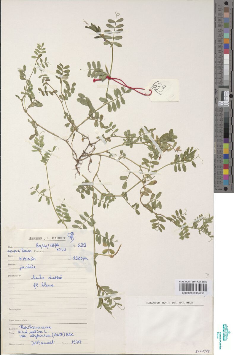Vicia sativa var. abyssinica