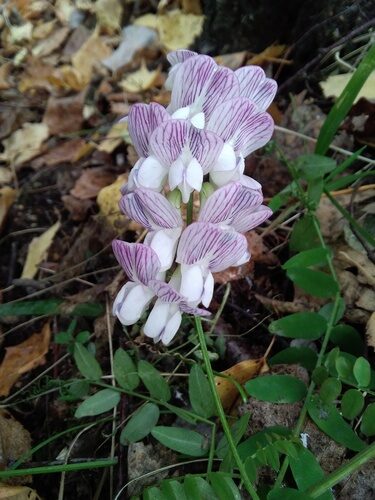 Vicia sylvatica (Wood vetch) — photo
