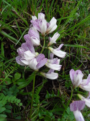Vicia sylvatica (Wood vetch) — photo
