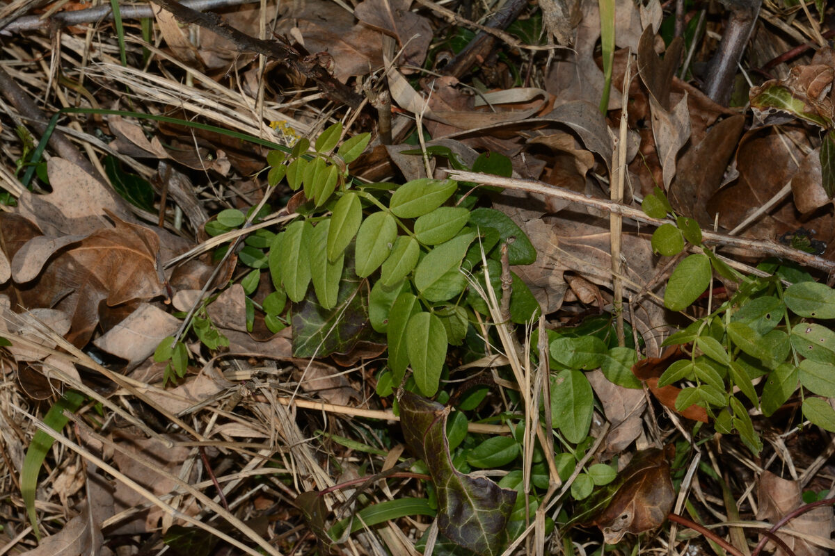 Vicia tridentata — photo