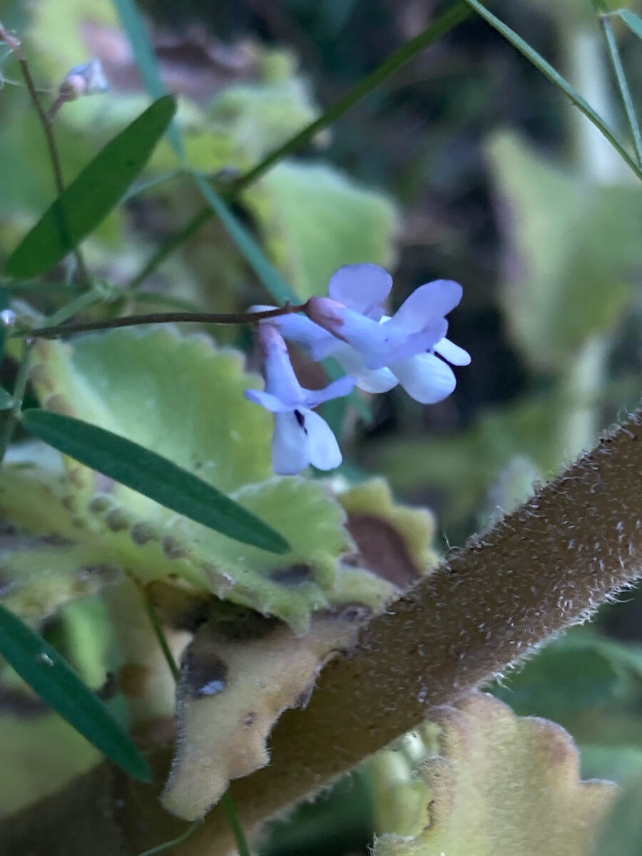 Vicia tridentata — photo