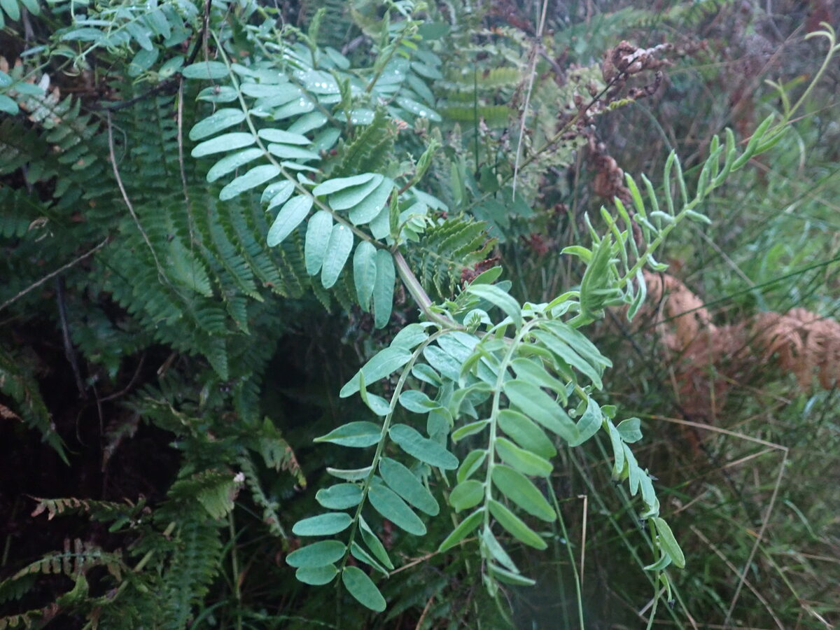 Vicia tridentata