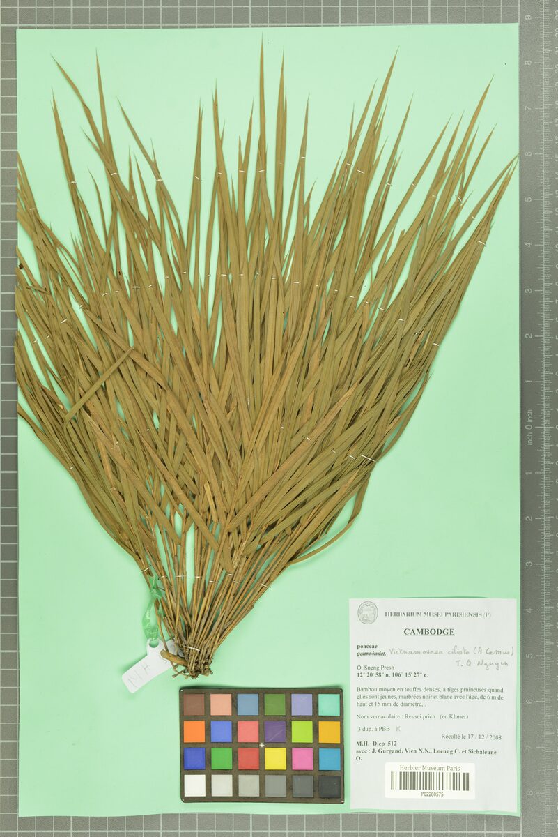Vietnamosasa ciliata — photo