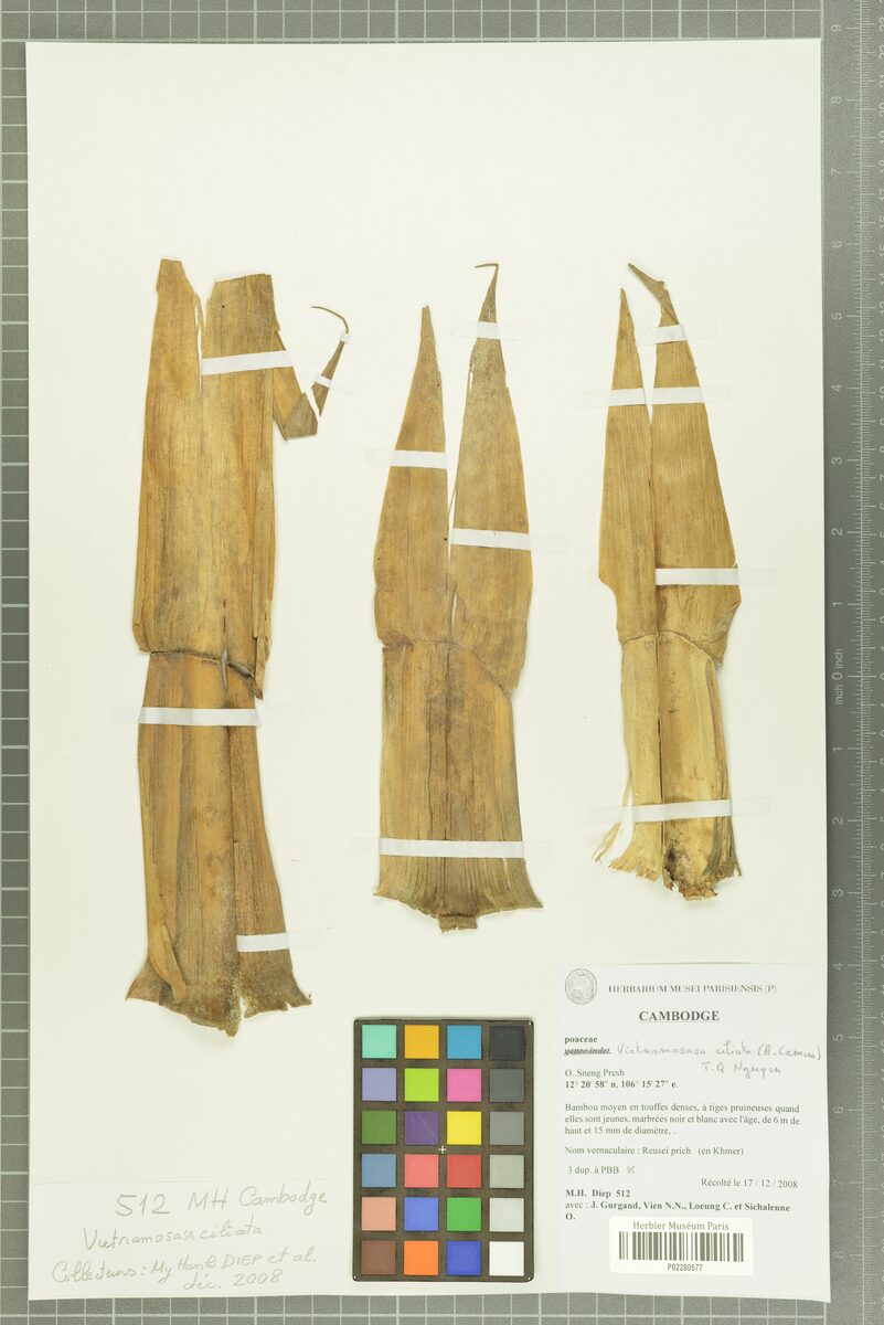 Vietnamosasa ciliata — photo