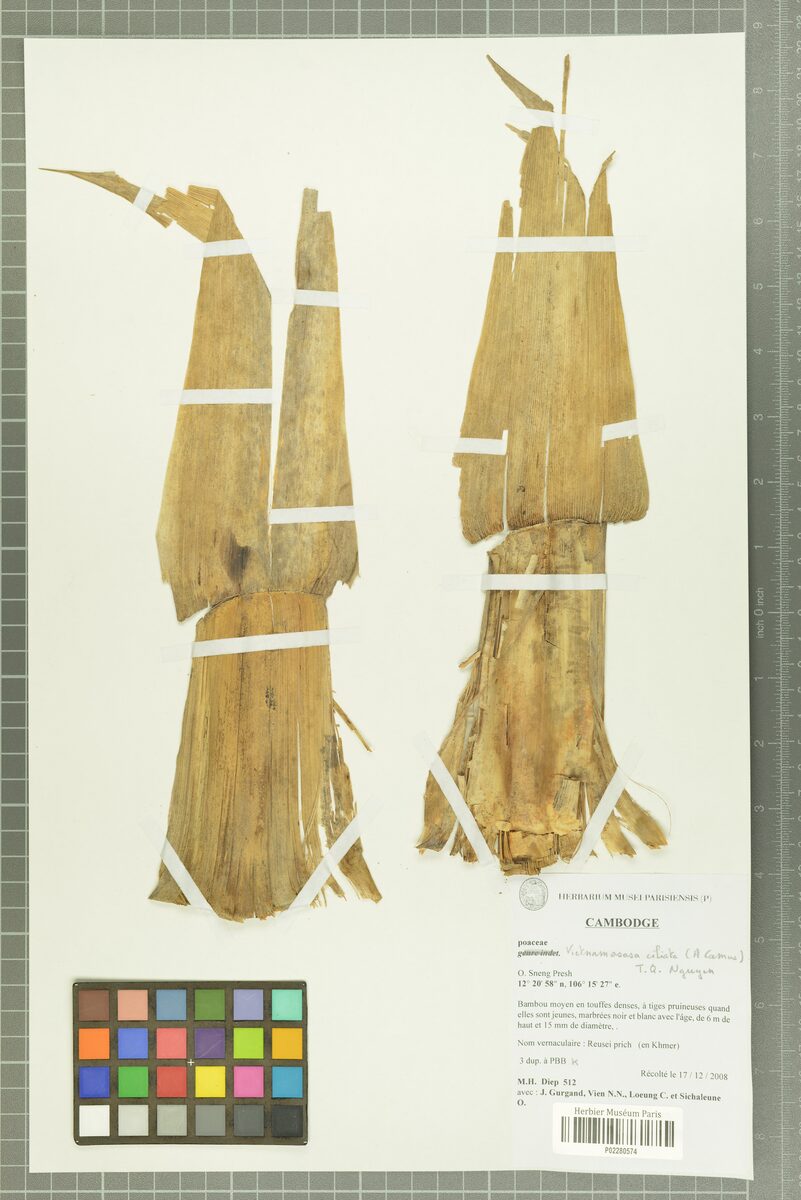 Vietnamosasa ciliata