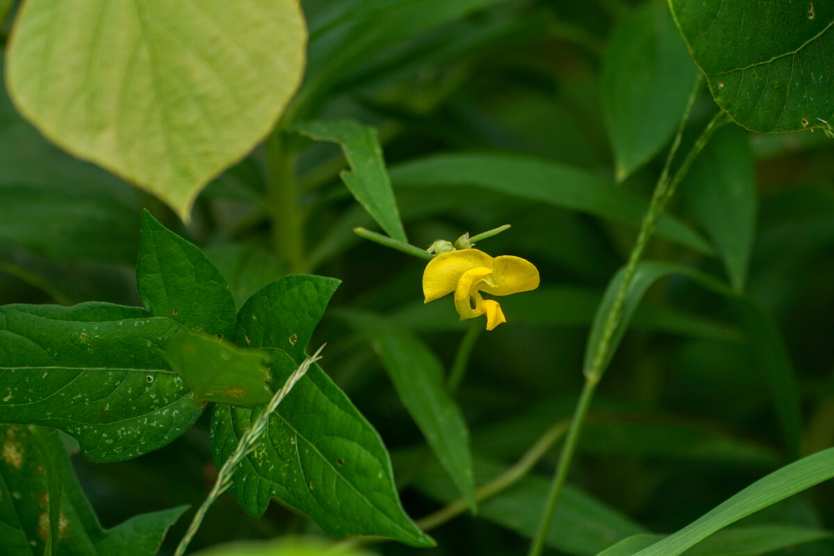 Vigna angularis var. nipponensis — photo