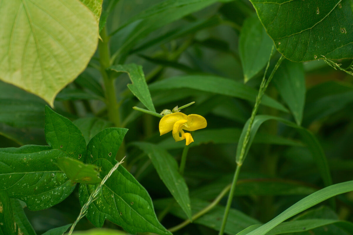 Vigna angularis var. nipponensis — photo