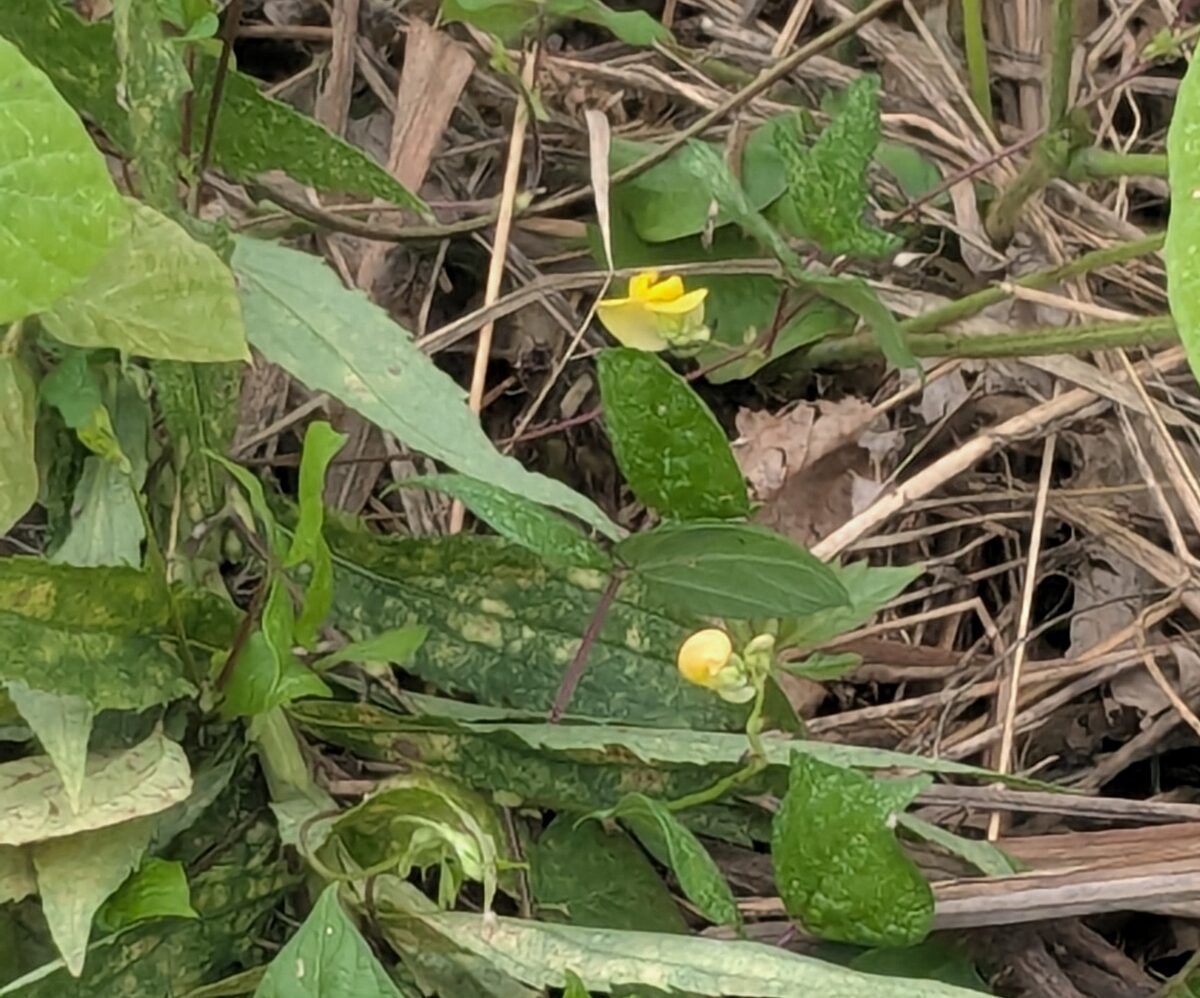 Vigna angularis var. nipponensis