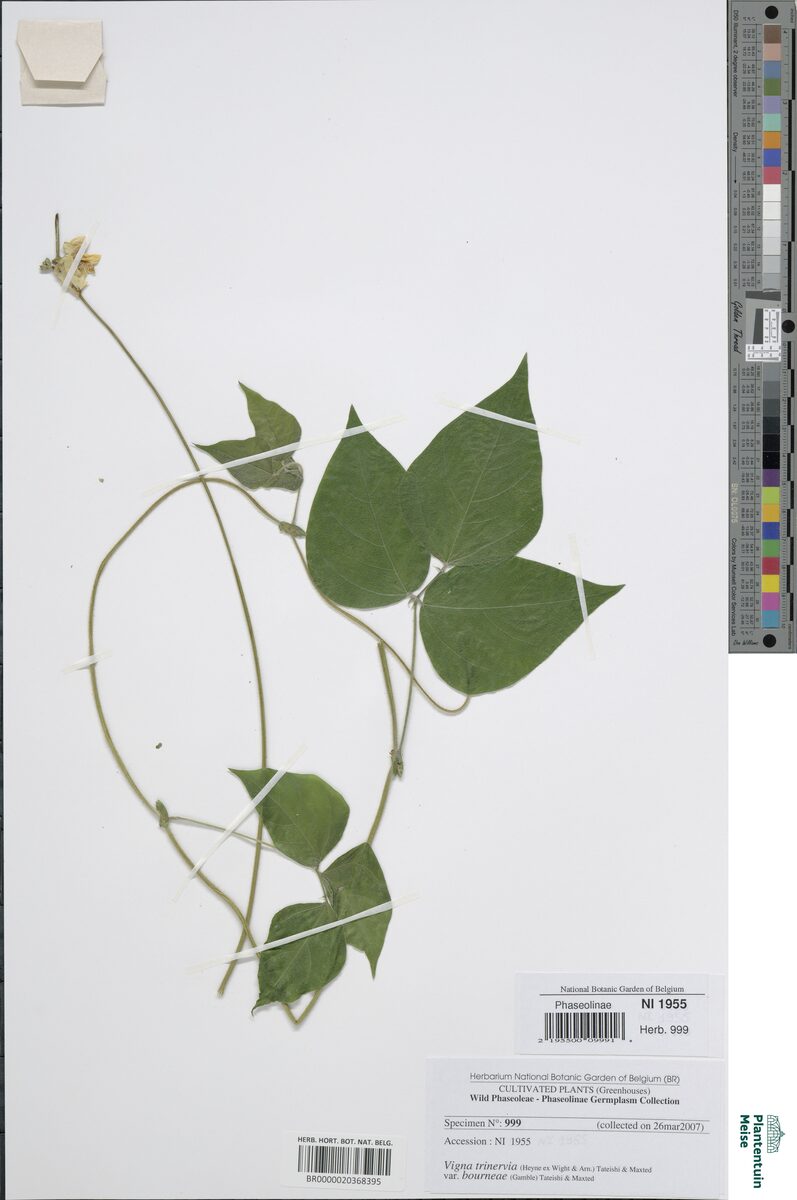 Vigna bourneae — photo