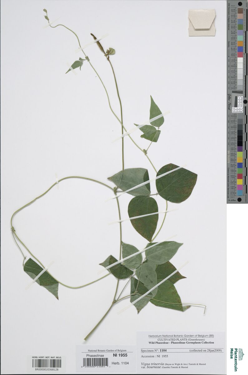 Vigna bourneae