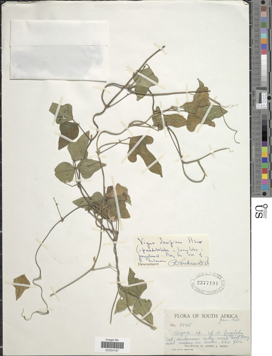 Vigna decipiens — photo