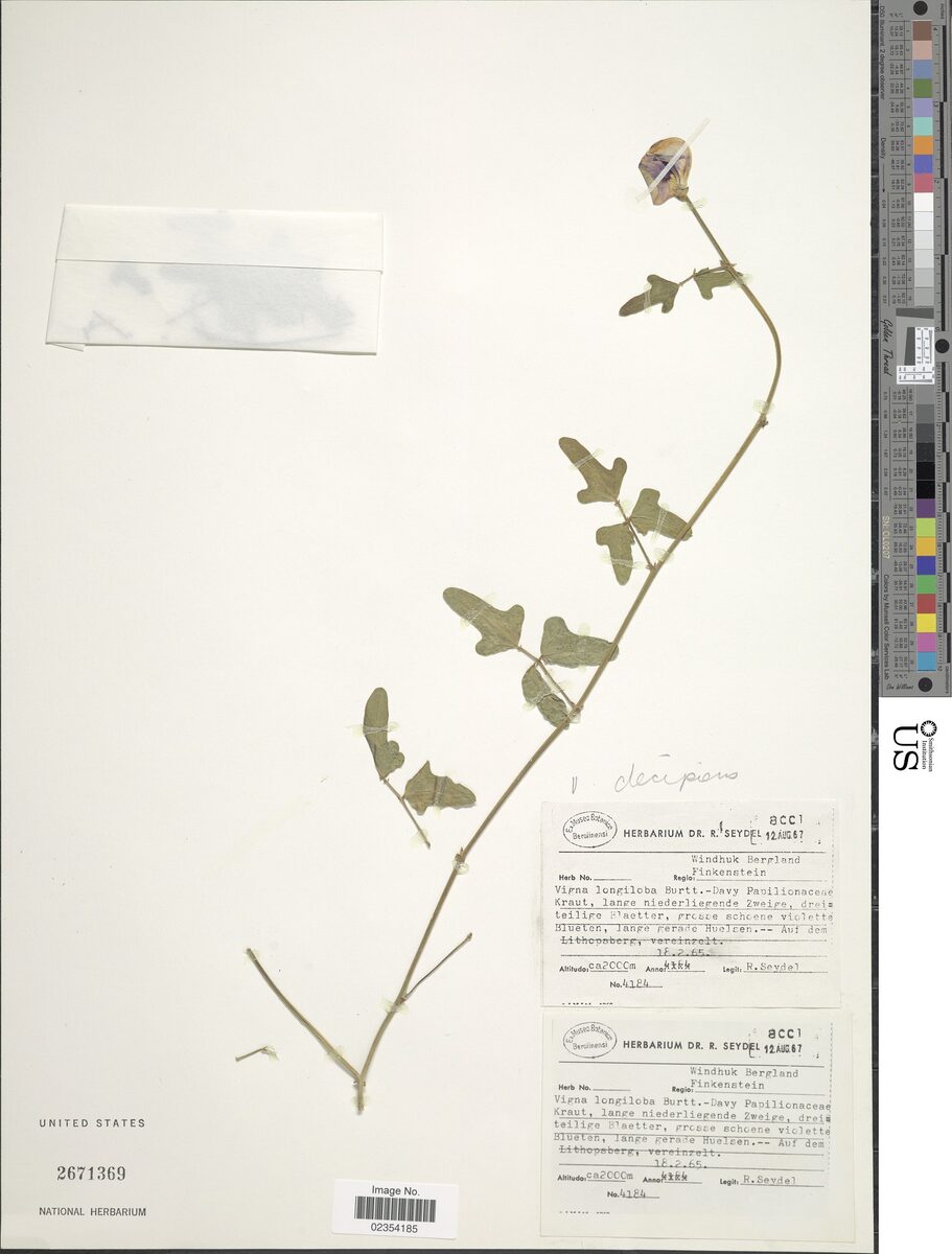 Vigna decipiens — photo