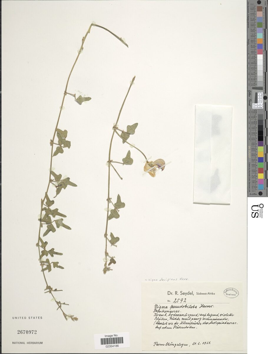 Vigna decipiens