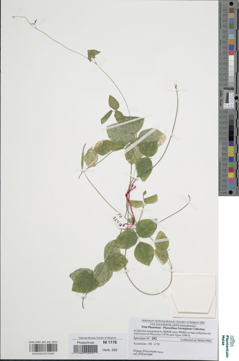 Vigna friesiorum — photo