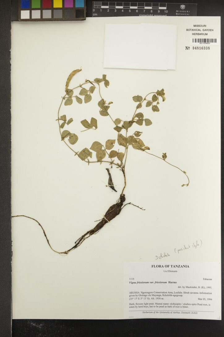 Vigna friesiorum — photo