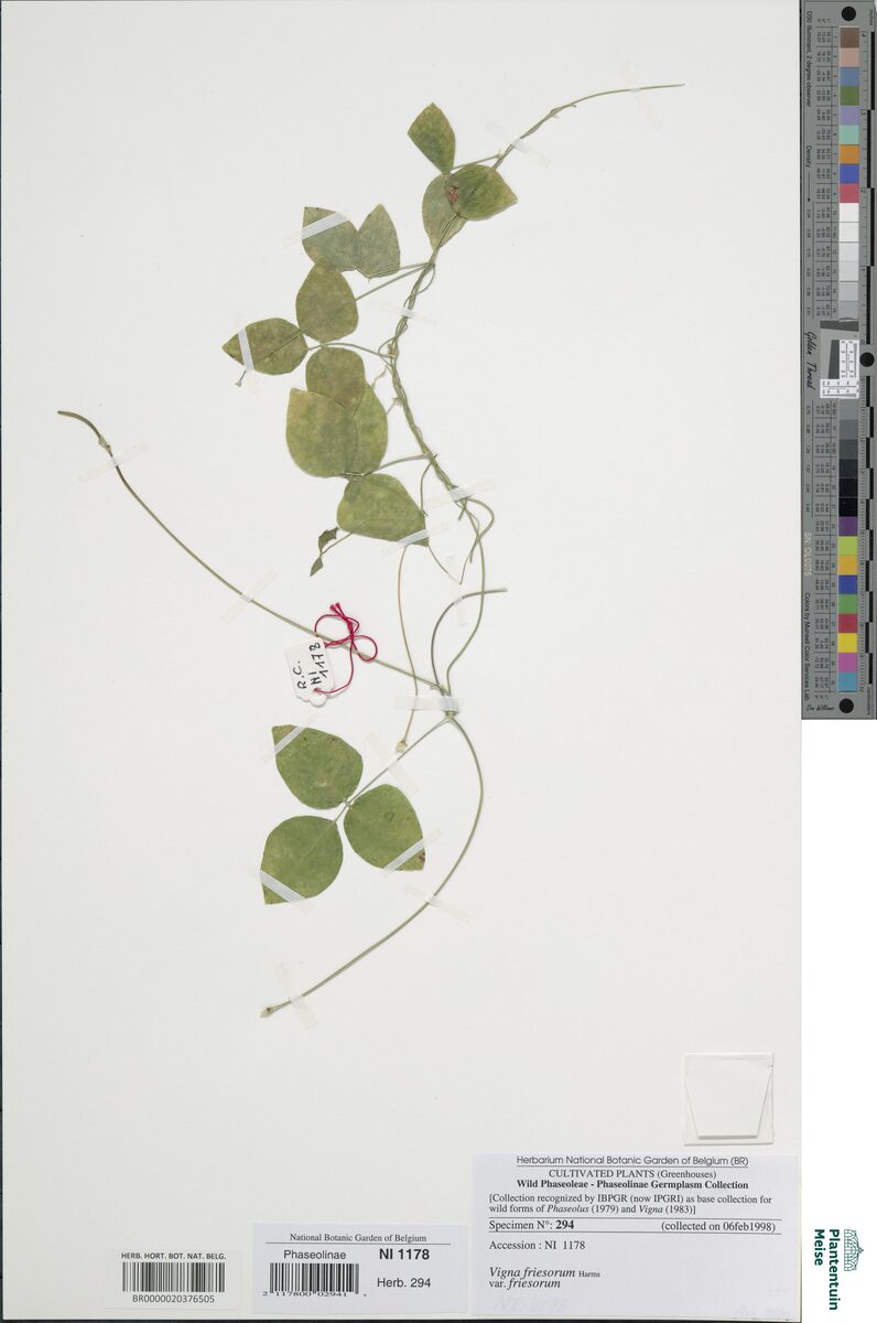 Vigna friesiorum