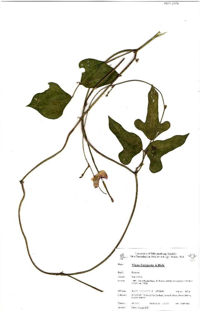 Vigna frutescens subsp. frutescens (Wild sweetpea) — photo
