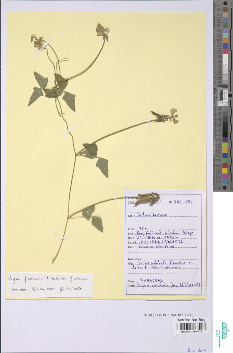 Vigna frutescens subsp. frutescens