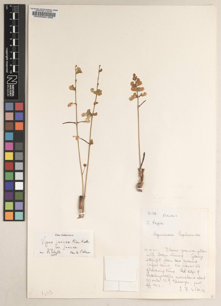 Vigna juncea — photo