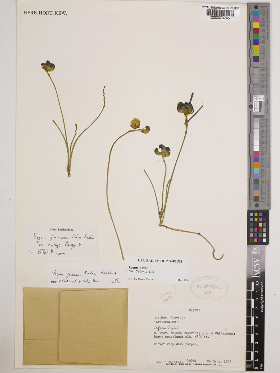 Vigna juncea — photo