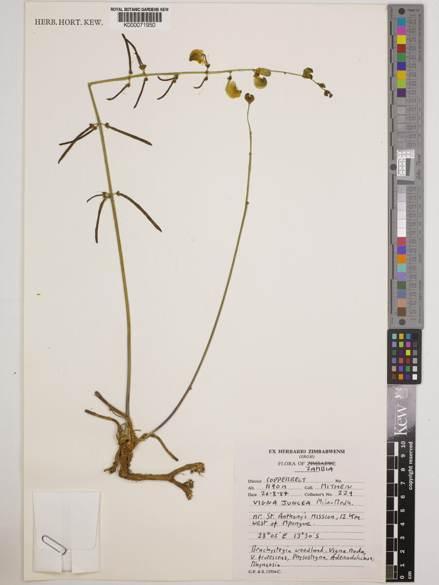 Vigna juncea