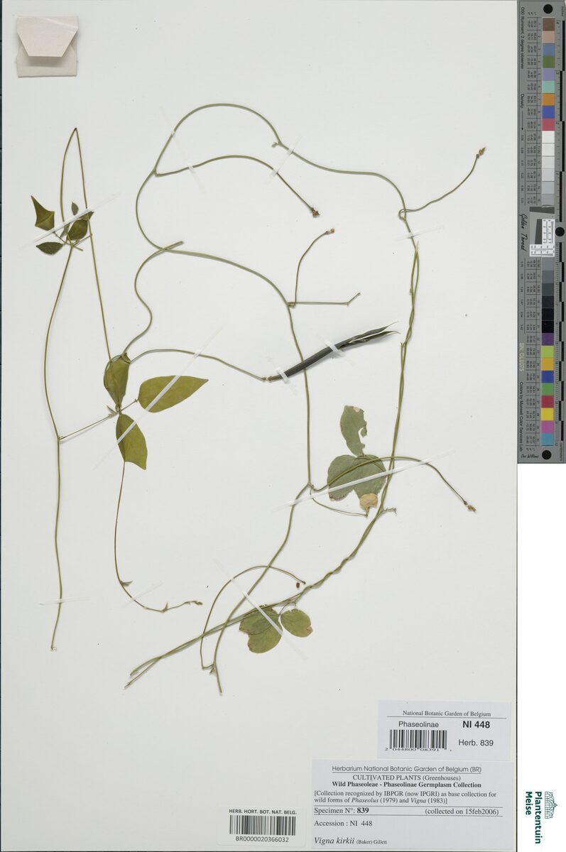 Vigna kirkii — photo