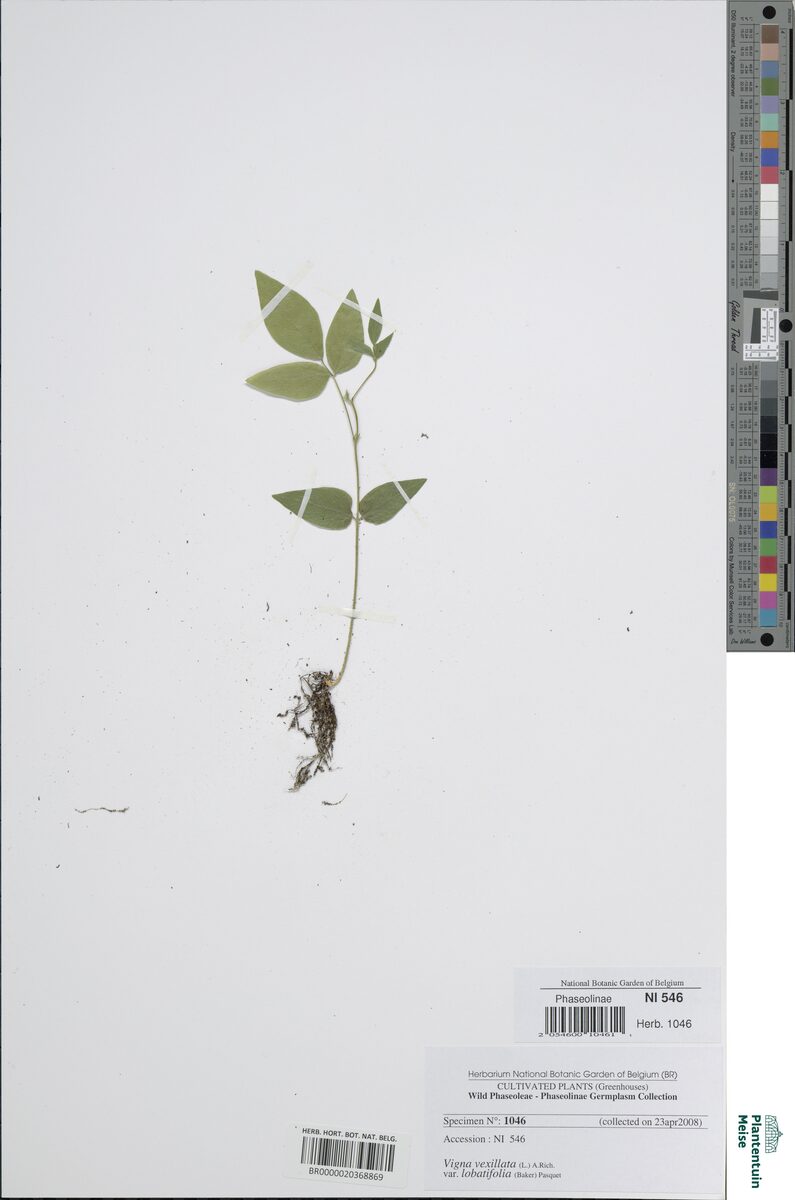 Vigna lobatifolia — photo