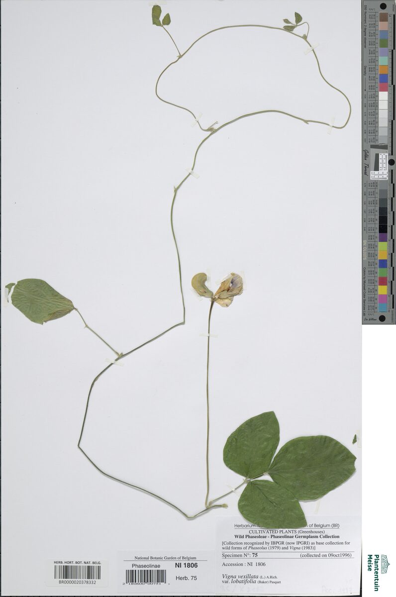 Vigna lobatifolia — photo