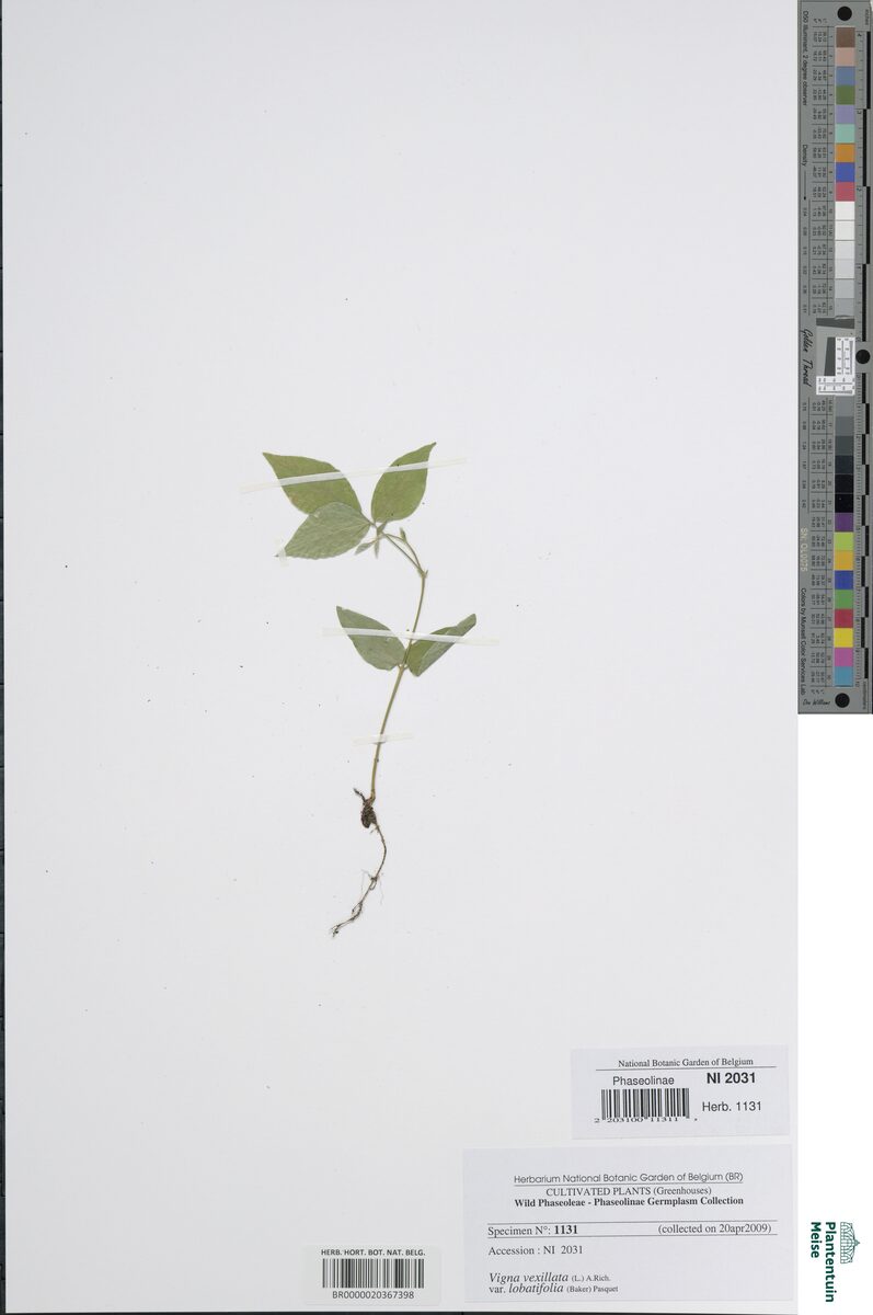 Vigna lobatifolia
