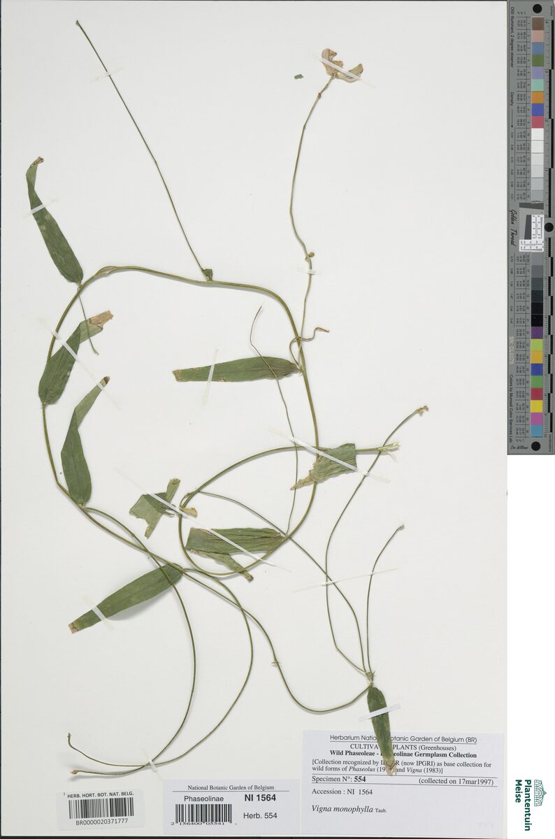 Vigna monophylla — photo