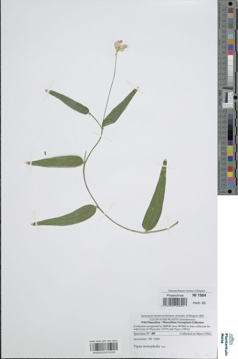 Vigna monophylla — photo