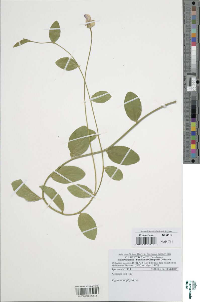Vigna monophylla