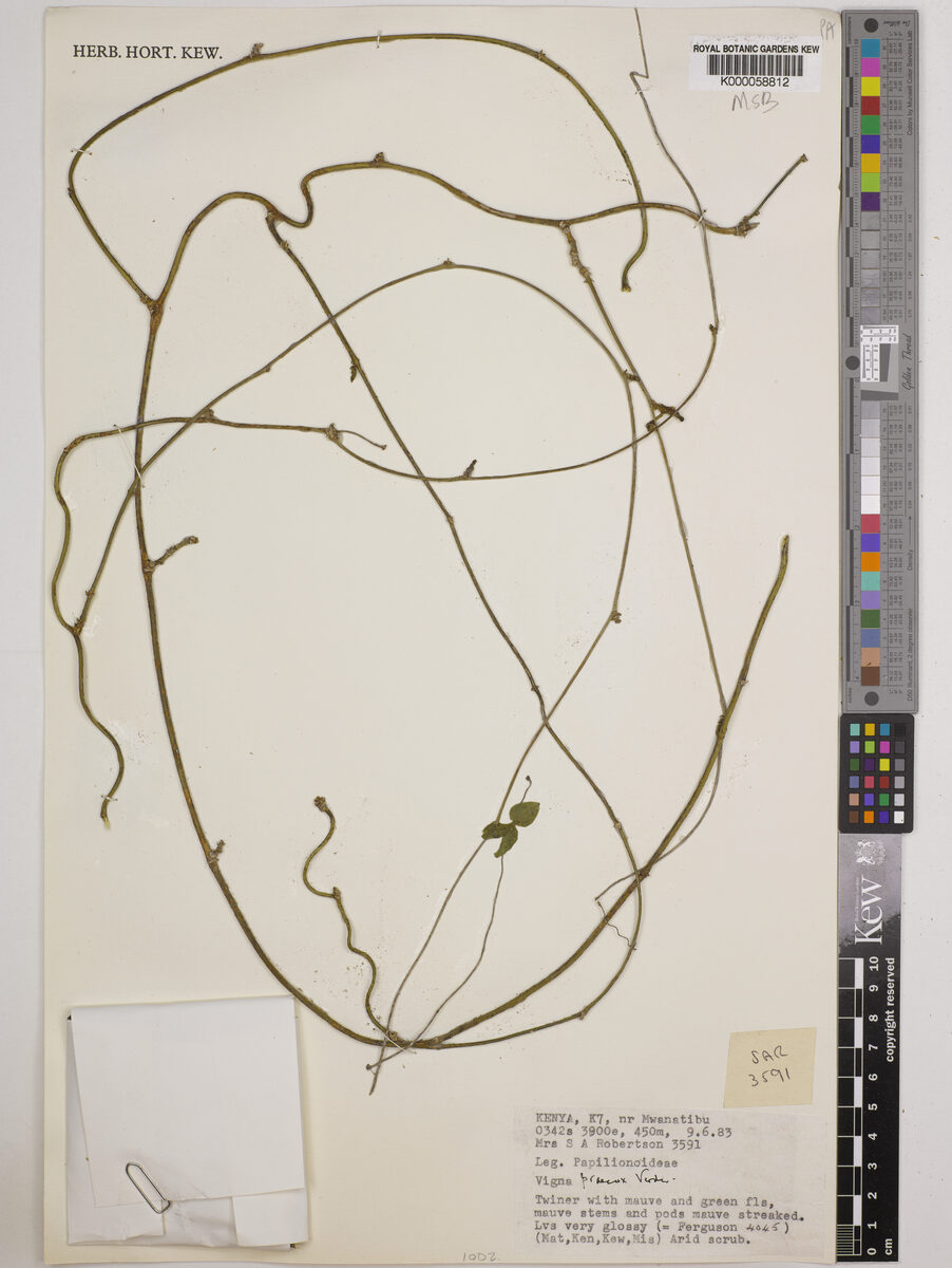 Vigna praecox — photo