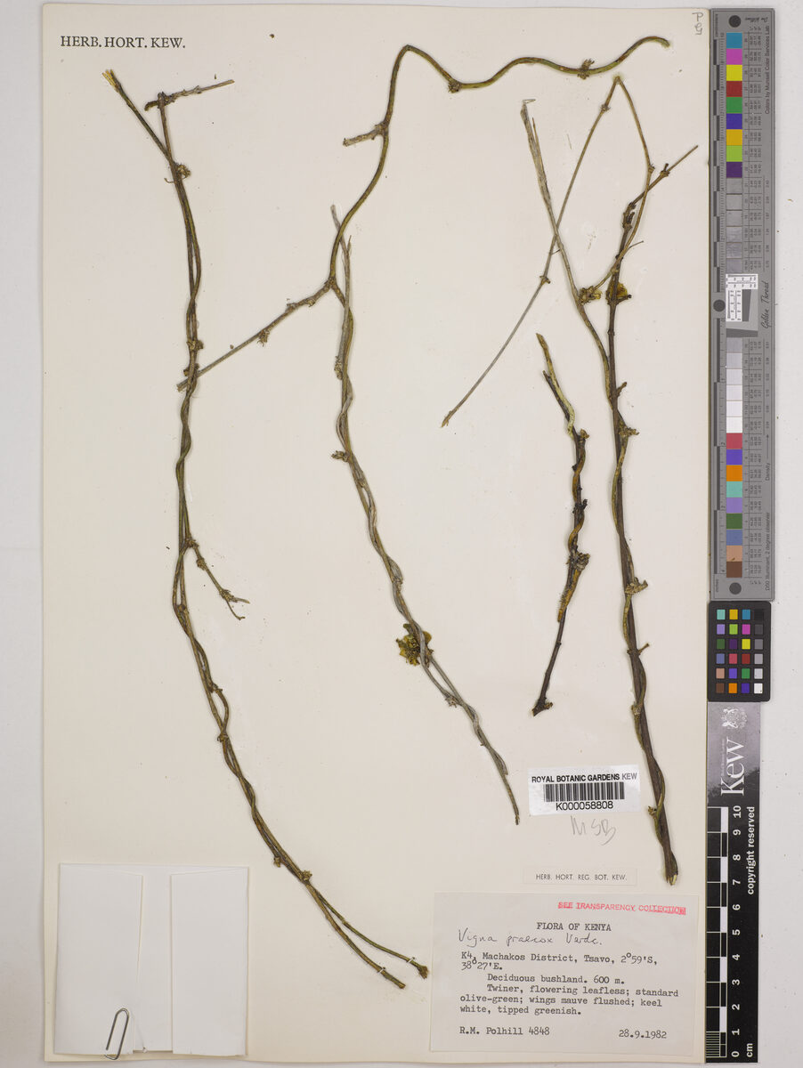 Vigna praecox — photo