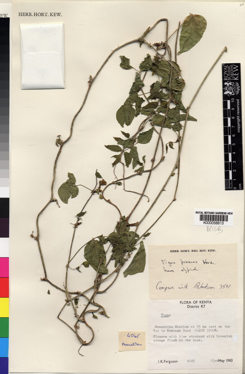 Vigna praecox
