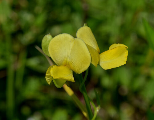 Vigna unguiculata