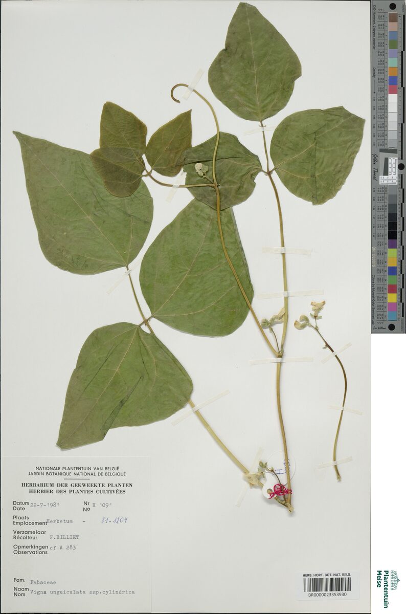 Vigna unguiculata cylindrica - (L.)Verdc. (Jerusalem Pea) — photo