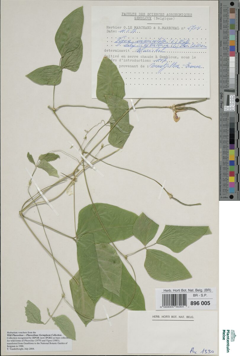 Vigna unguiculata cylindrica - (L.)Verdc. (Jerusalem Pea) — photo