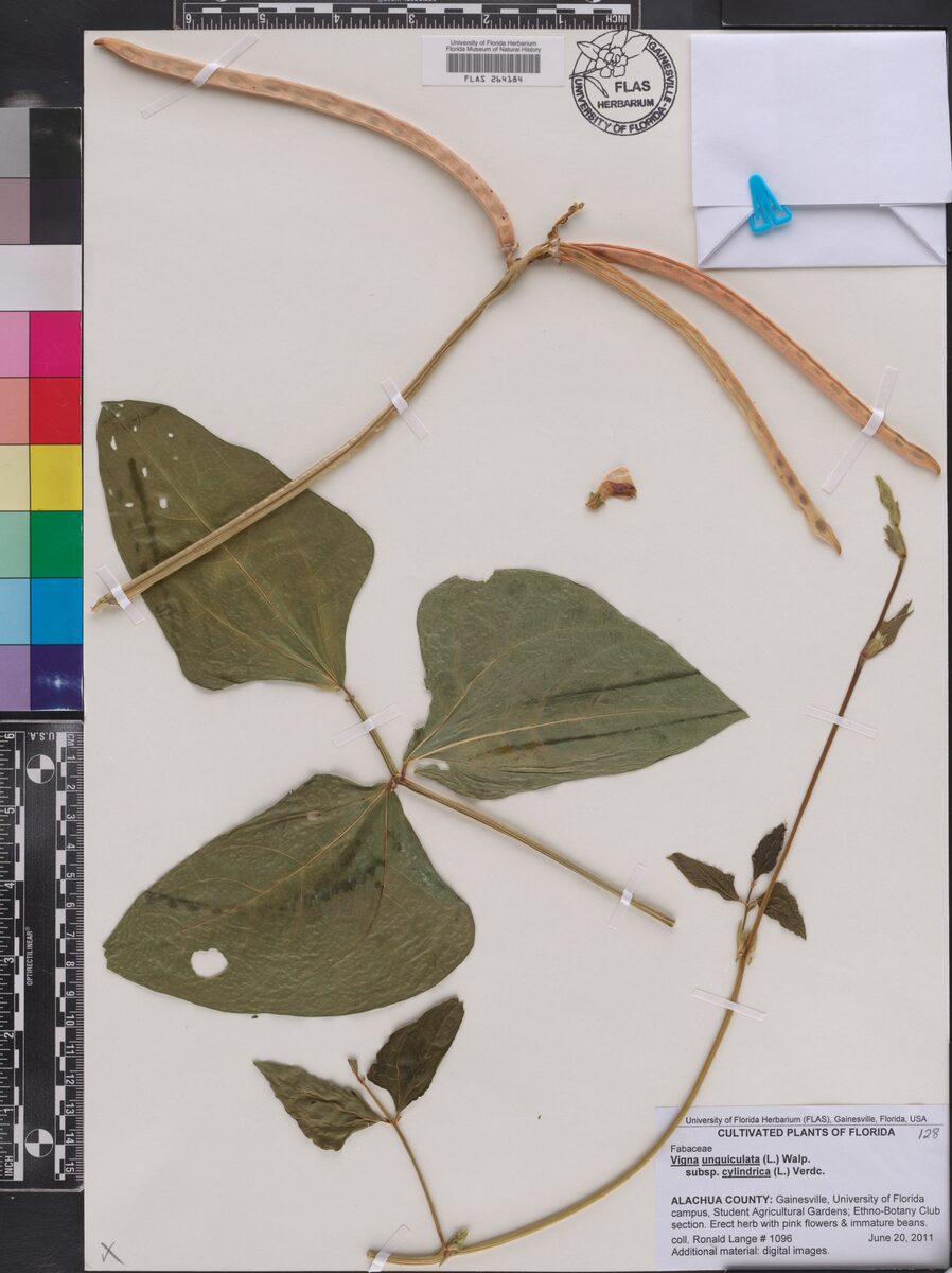Vigna unguiculata cylindrica - (L.)Verdc.