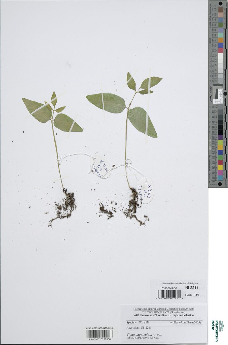 Vigna unguiculata subsp. pubescens — photo