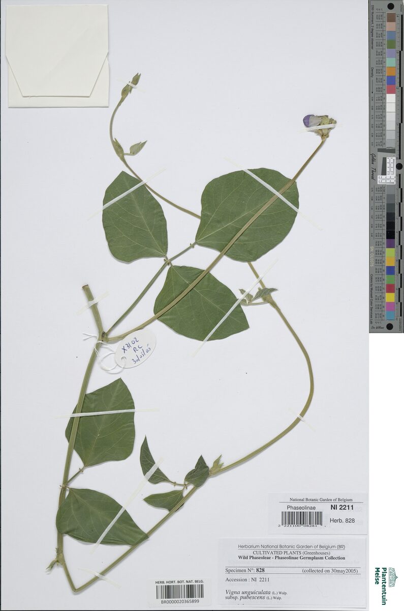 Vigna unguiculata subsp. pubescens — photo