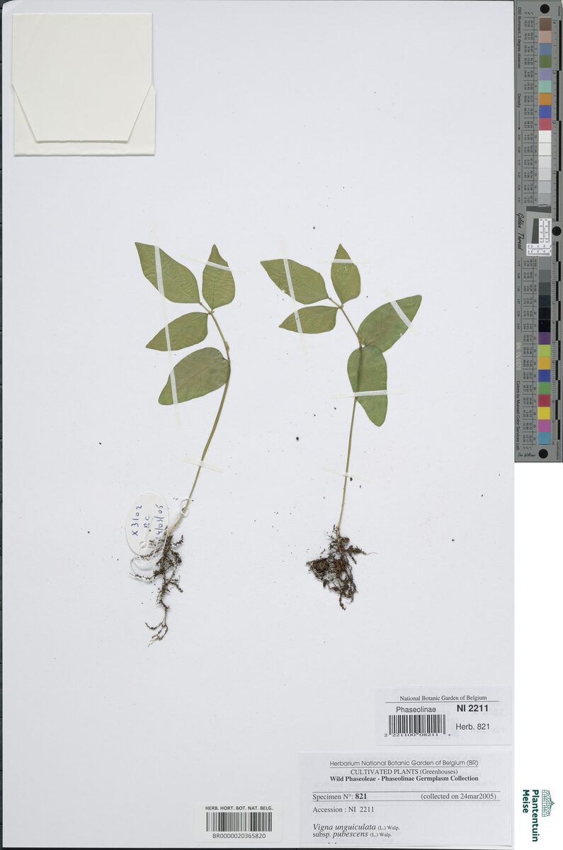 Vigna unguiculata subsp. pubescens