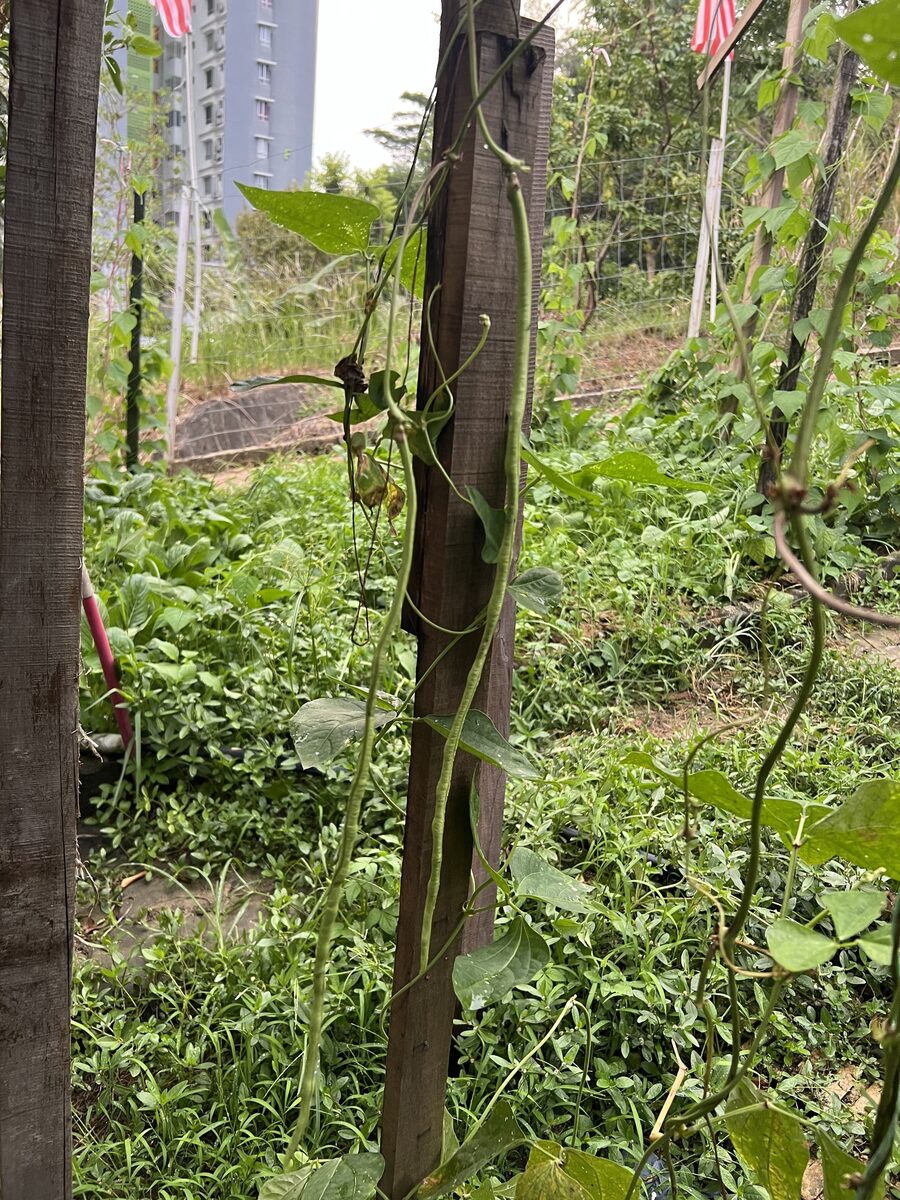 Vigna unguiculata subsp. sesquipedalis (Yard long bean) — photo